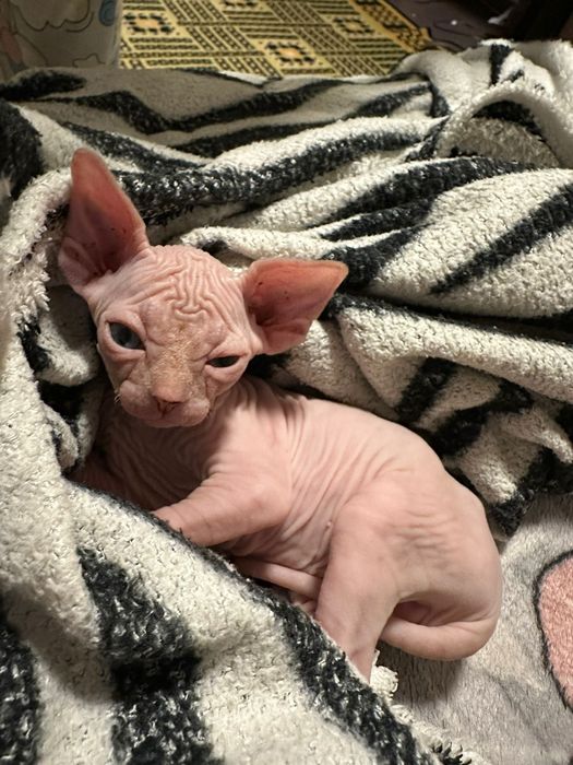 Канадский сфинкс(котята)