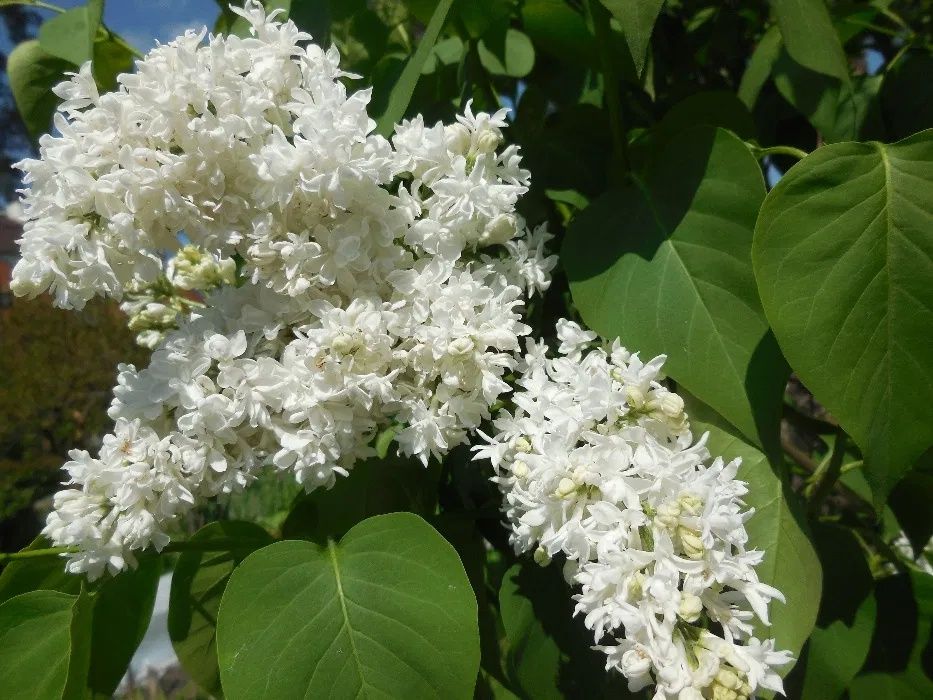 Бузок, Кампсіс, Жимолость Капріфоль ,Бузок