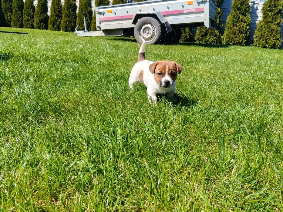 Szczeniak piesek Jack Russell Terrier