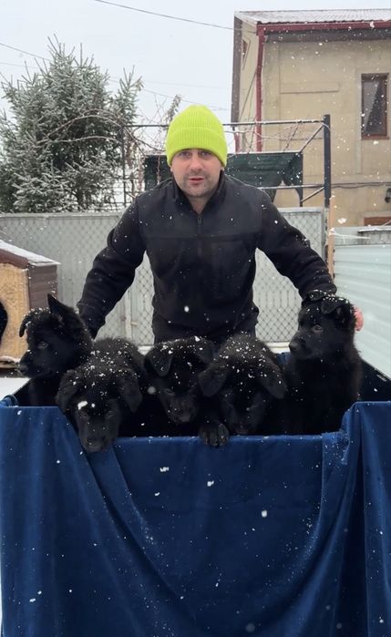 Щенки Немецкой овчарки