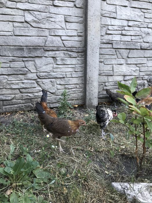 Продам карликових півників петухів бентамки