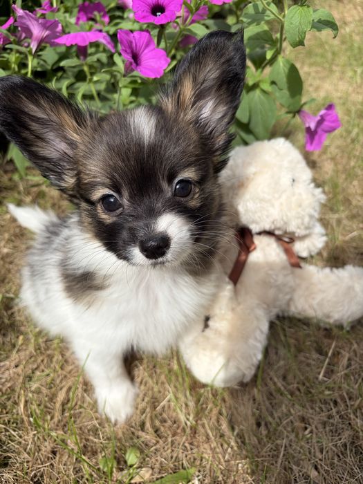 Papilon - Piekny Piesek / Spaniel Kontynentalny