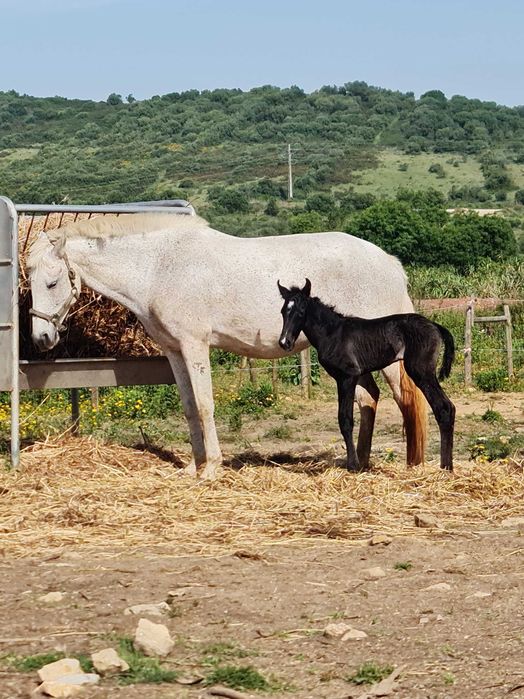 2 Éguas Lusitanas puras, com filhos