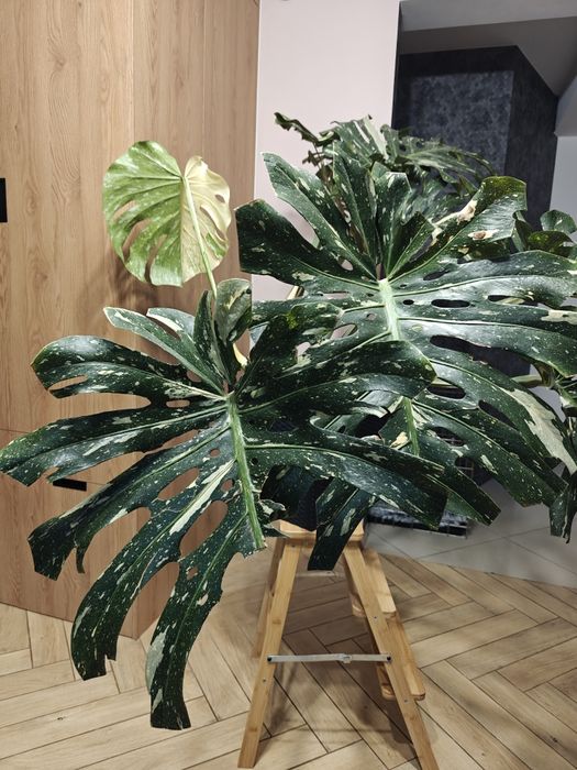 Monstera deliciosa Thai Constellation XXL big form, roślina