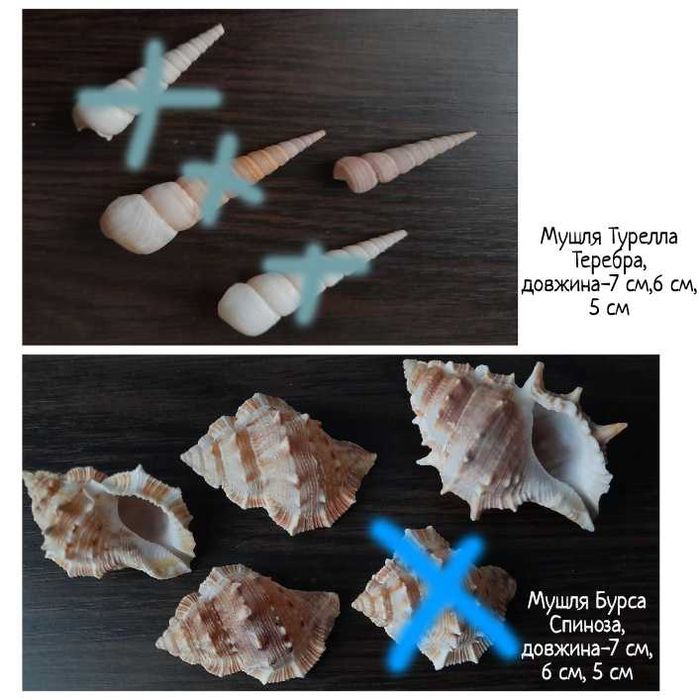 Мушлі для акваріума