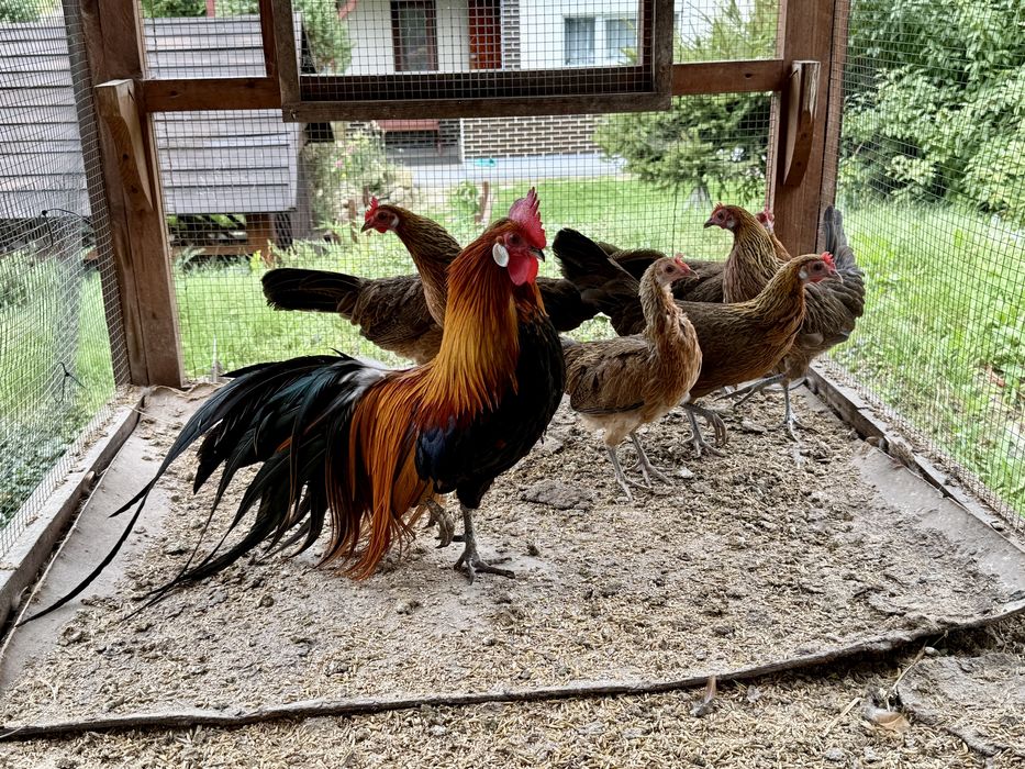 Feniks Feniksy Kogut Kura