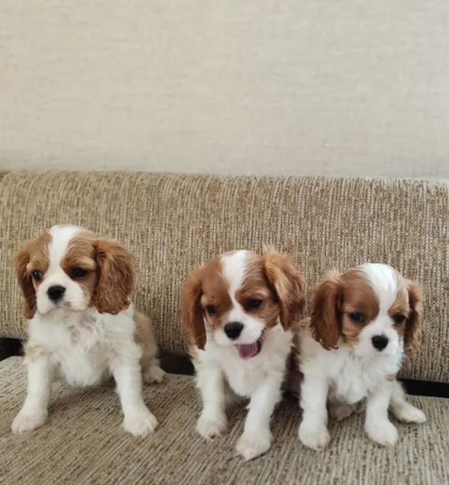 Цуценята Кавалер Кінг Чарльз Спанієль