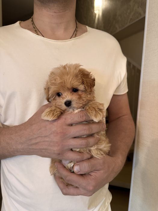 Мікро мальтіпу хлопчик ф1, maltipoo micro f1, мальтипу мальчик микро