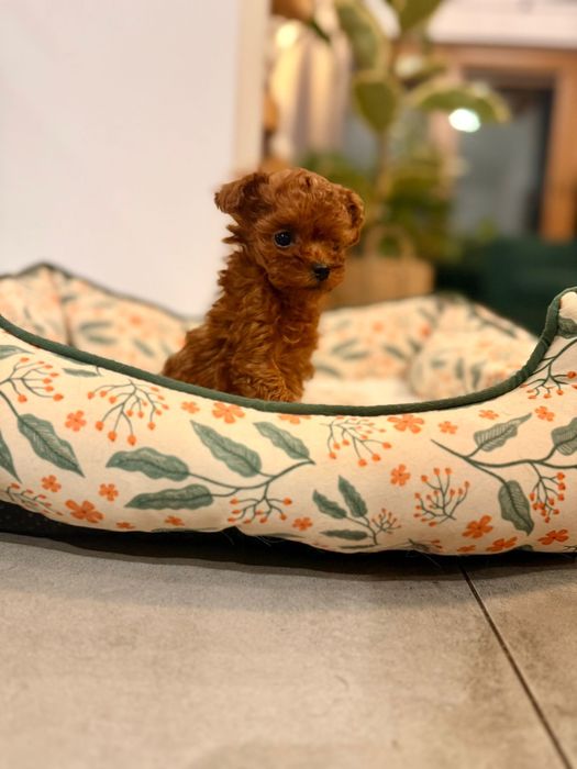 Pudel Toy " SUSHI" MINI MINI dziewczynka RED