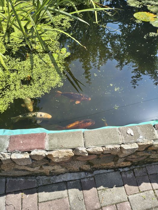Karp koi kolorowe