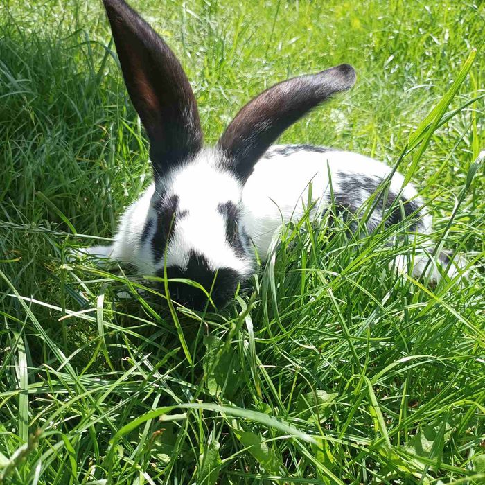 Кролі кролики строкача