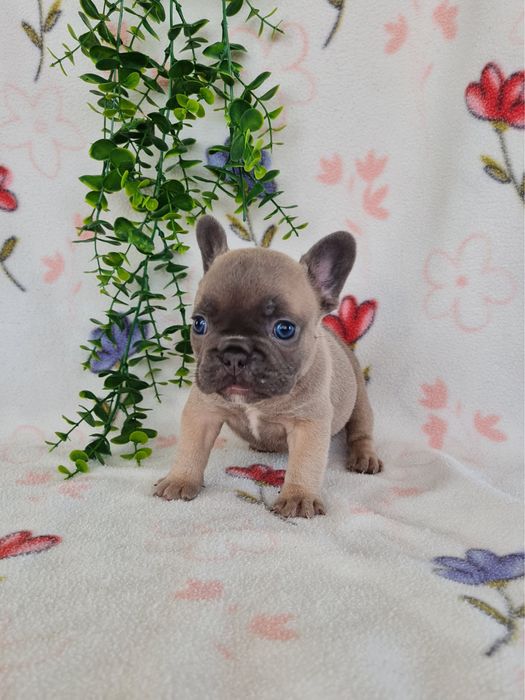 Excelente menina Bulldog Frances de Qualidade
