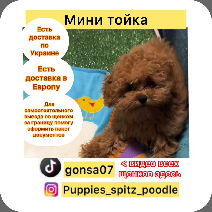 Беби фейс ! ‼️ мальчики Китай ‼️100%Ред браун!