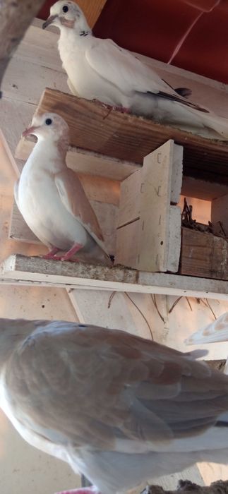 Rolas  malhadas saudáveis