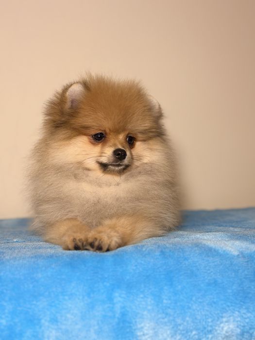 Maleńka księżniczka  – wyjątkowa sunia!