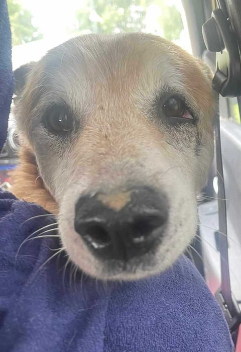 Zeus czeka na kochający dom