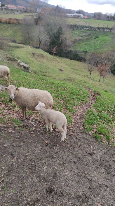Ovelha com um borrego
