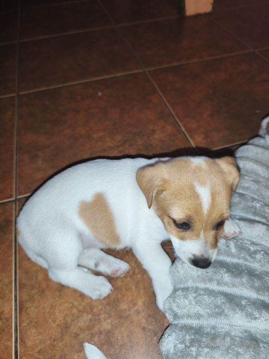 Jack Russell Terrier