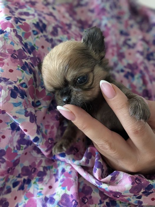 Chłopiec chihuahua