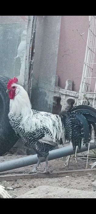 Продам молоді півники