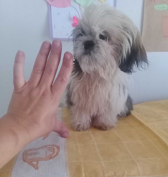 Shih-tzu fêmea mini com LOP