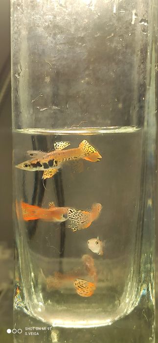 Guppys de Linhagem – Red Leopard