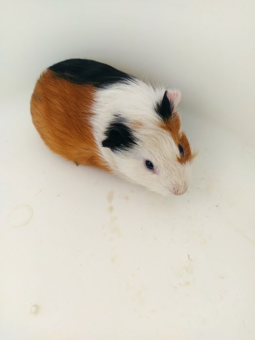 Морские свинки ангорские и розеточные