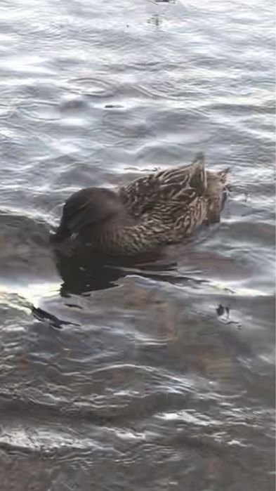 Patos muito bonitos