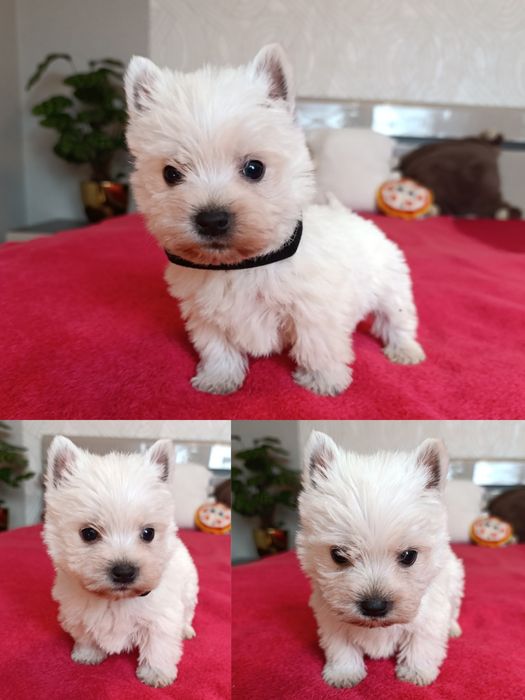 West Highland White Terrier Piesek z Rodowodem