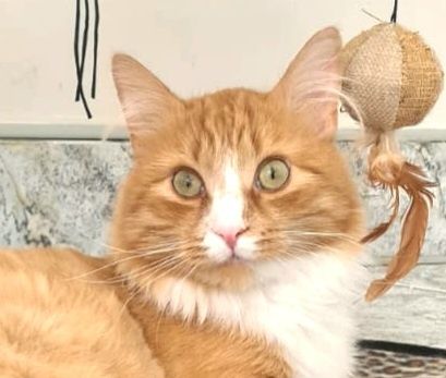 Kocurek w typie norweskich leśnych Leoś szuka domu...