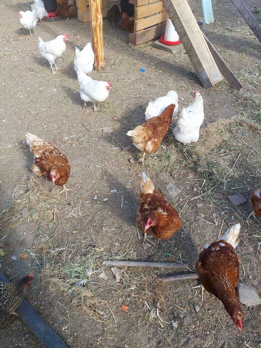 Jajka, Jaja wiejskie ekologiczne