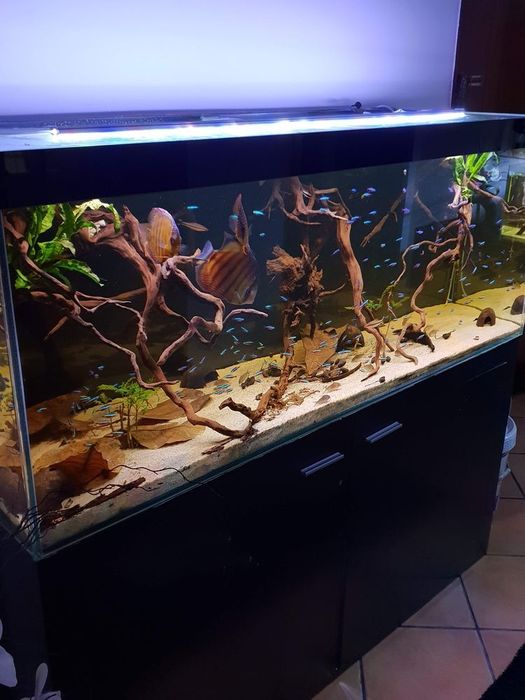 Aquario 150×50×60