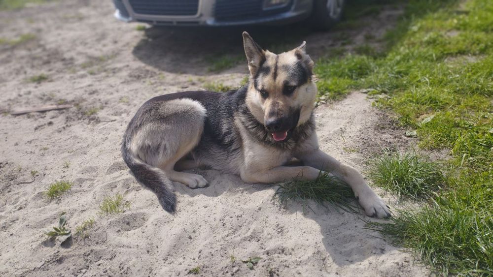 Цуценята німецької вівчарки