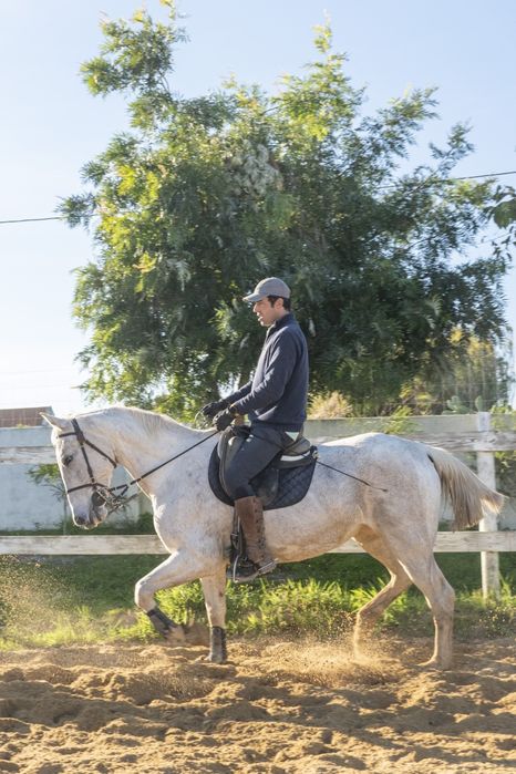 Egua Luso-Anglo montada, bom carácter