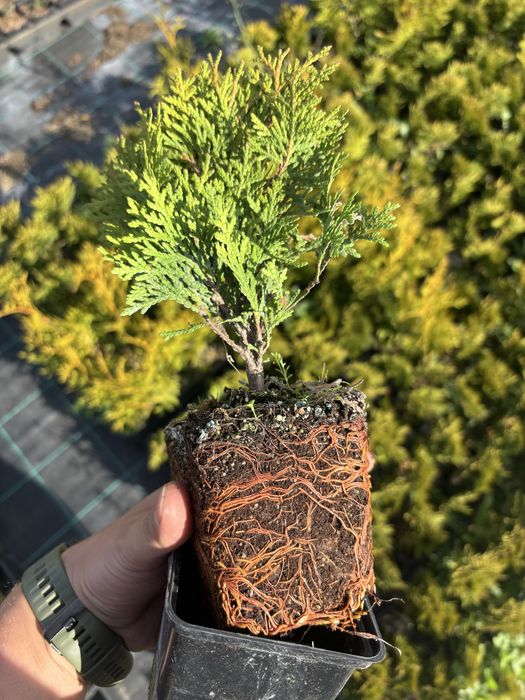 Tuja  Thuja occ. Danica kulka P9. Producent