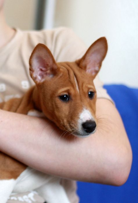 Басенджи це диво природи! Хлопчик чекає своїх людей. КСУ