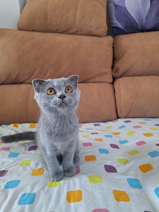 scottish fold fêmea blue