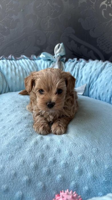 Maltipoo F1 Szczeniaczek Suczka