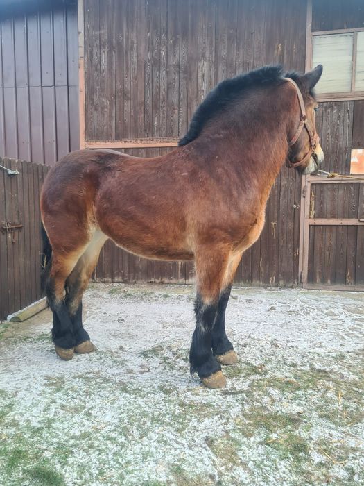 Klacz Zimnokrwista Księga Główna