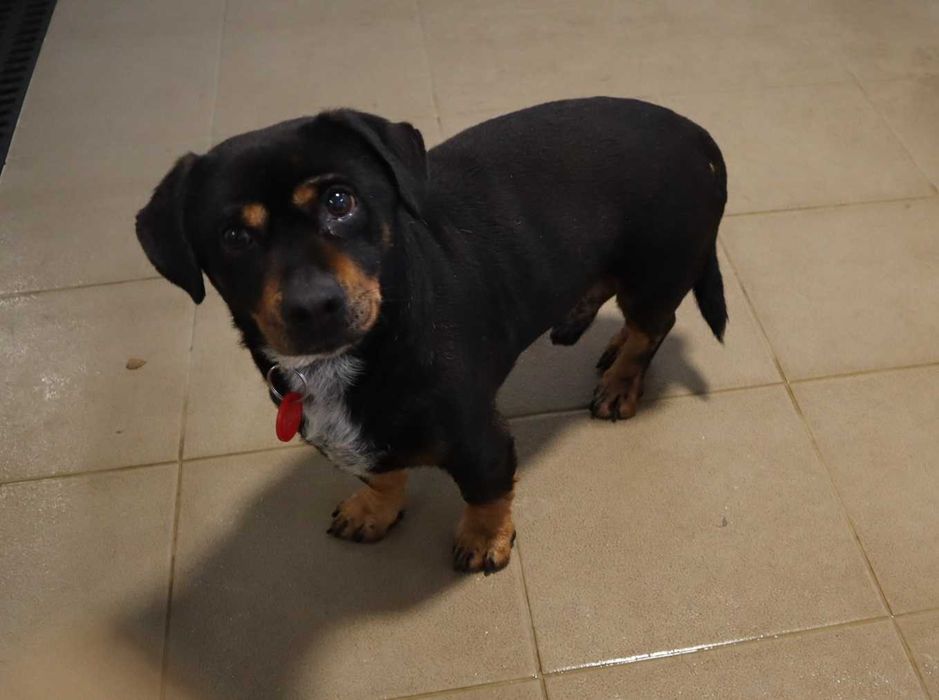 Rambuś i Neruś malutkie pieski trafiły do schroniska..