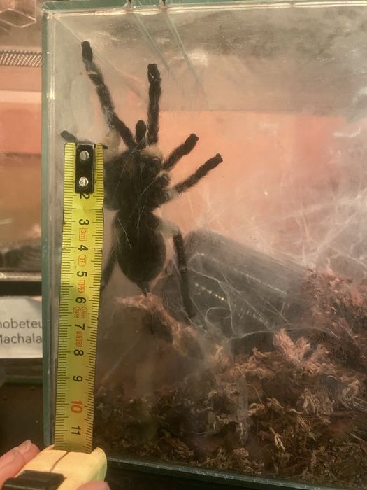 Monocentropus Balfouri samica 5DC + terrarium