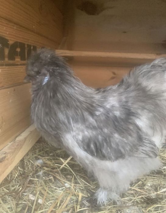 Продаю курей  породи Араукан, амераукан, джерс. гігант,кохінхін