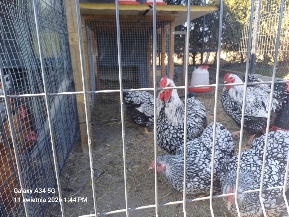 Jaja lęgowe kur Wyandotte