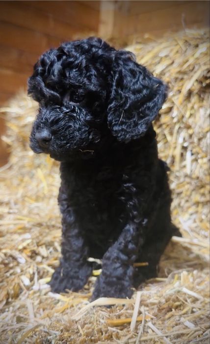 Piekny czarny piesek cavapoo!