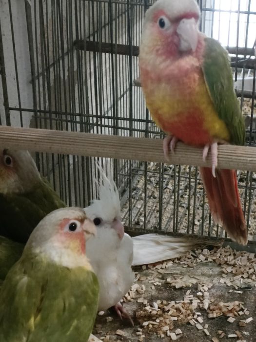 Pyrruras. pineapples.criadas mão.