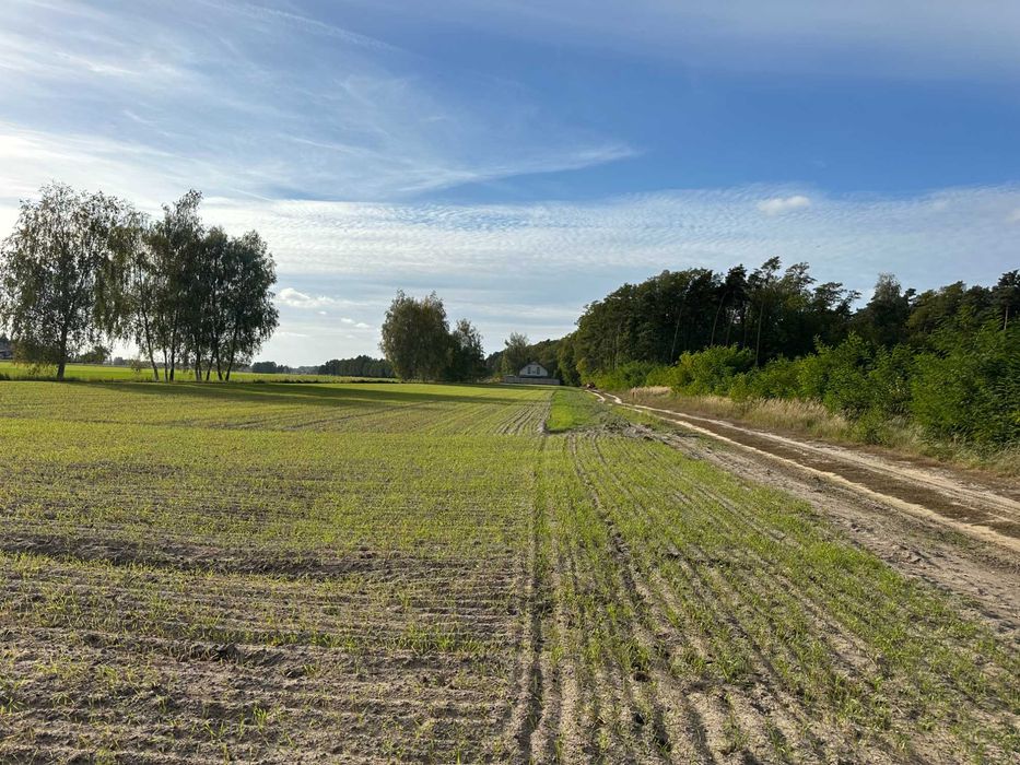 Działki budowlane pod lasem Jezierzyce Kościelne 900 m² i 964 m² - Widok 4