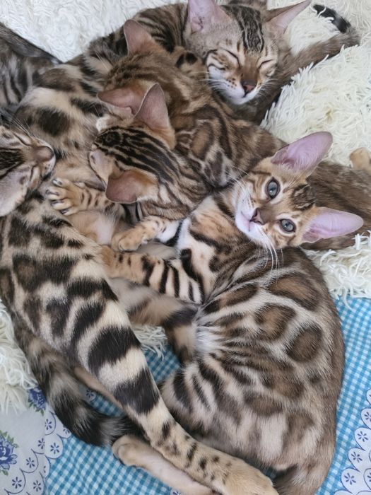 Бенгальські кошента, шикарний окрас