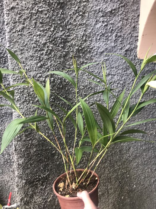 Orquidea Sobralia mirabilis