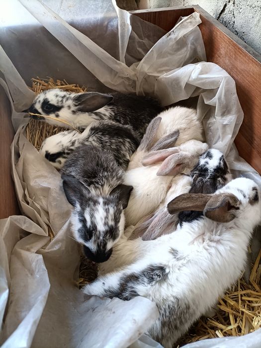 Продам маленьких кроликів