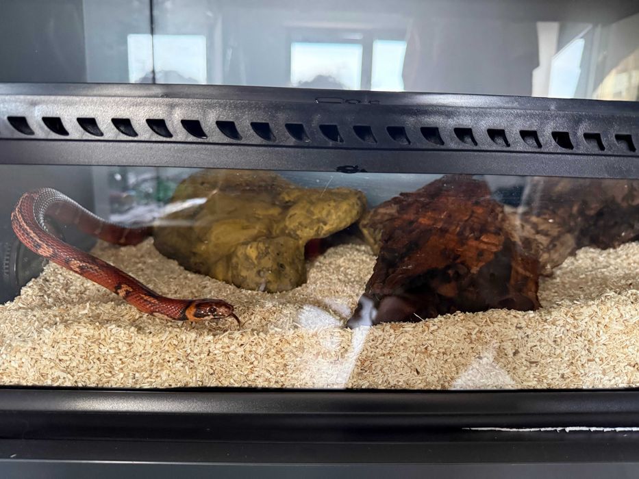 Wąż zbożowy z terrarium